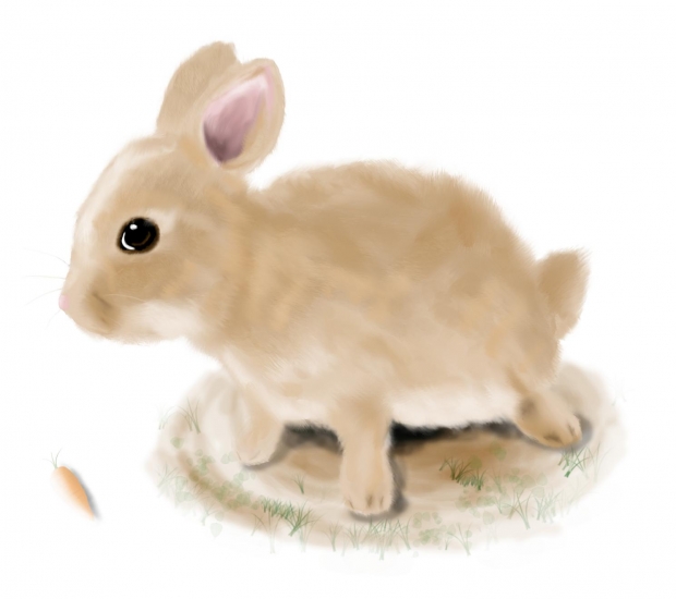 Rabbit