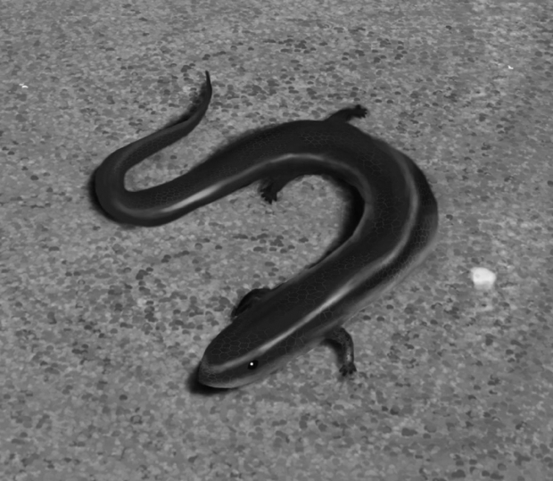 Snake eyed skink Grayscale