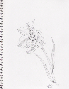 Atempt Todraw Live Flower