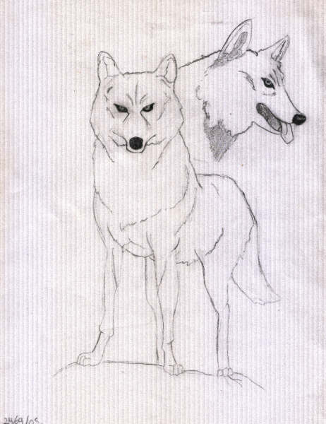 Kiba Wolf