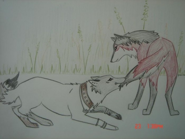 Requested By Wolf Unari343