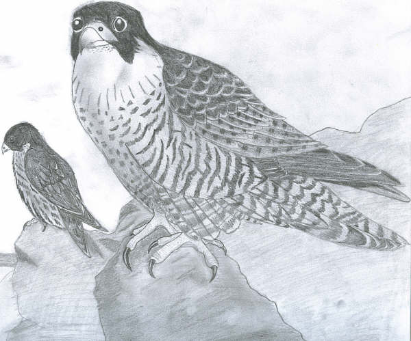 Peregrin Falcon