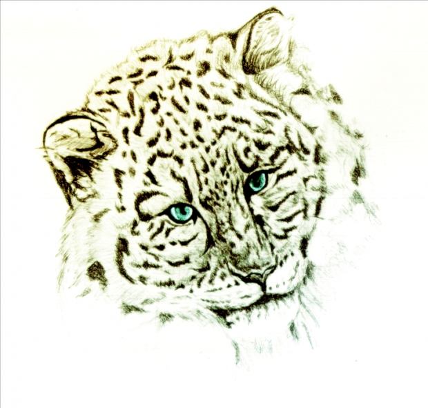 Snow Leopard