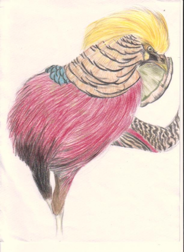 Golden Pheasant