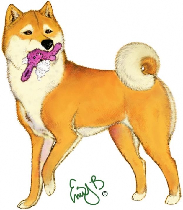 Another Shiba