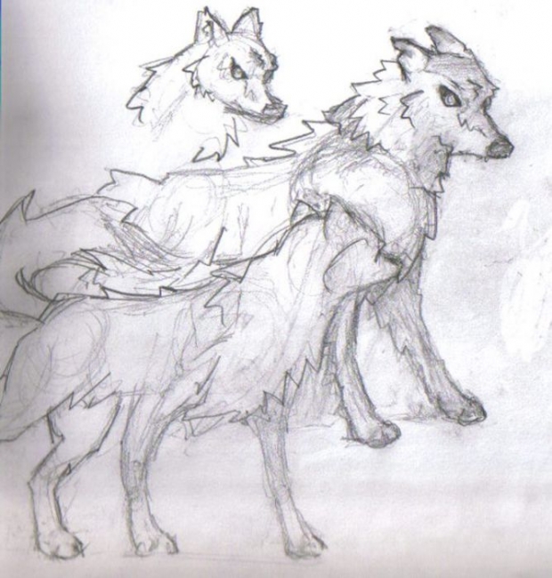 First Wolf Sketch