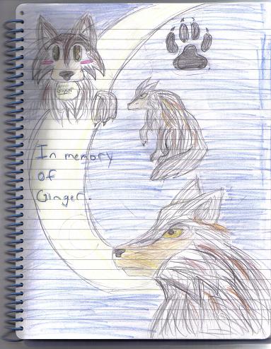 In Memory Of Ginger.......