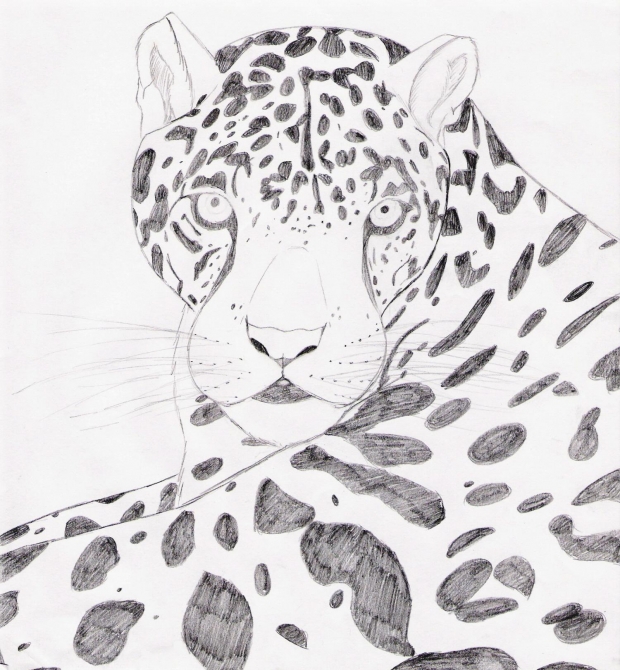 Jaguar