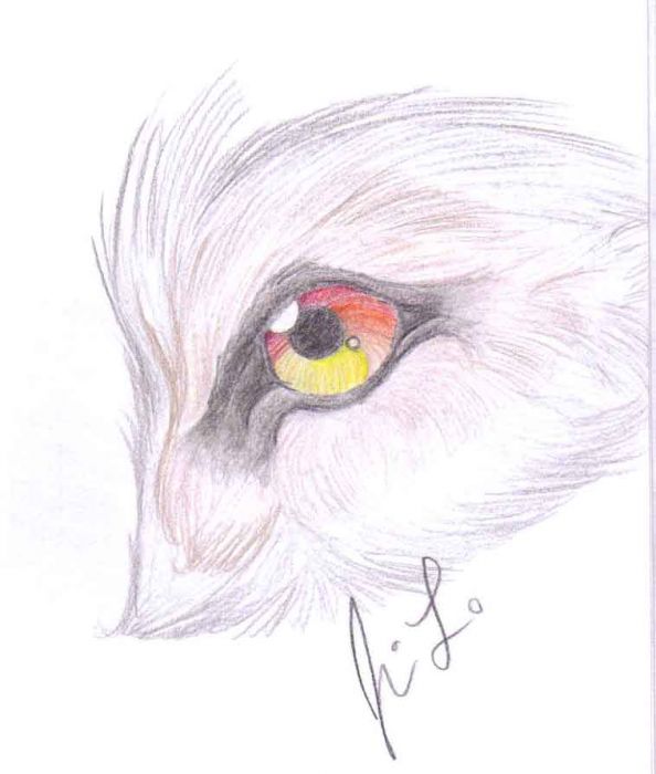 Wolf Eye