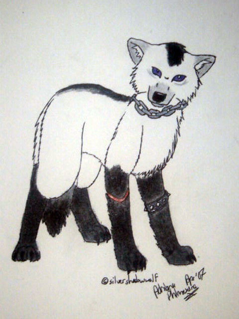 Silvershadowwolf Contest