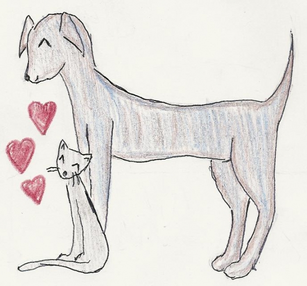 Dog And Cat In Luv