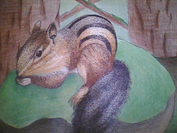 Squirrel Chipmunk thingy ( What my teacher called it..lol)