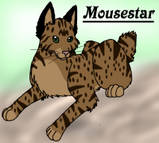 Brown, Short-tailed Tabby Cat