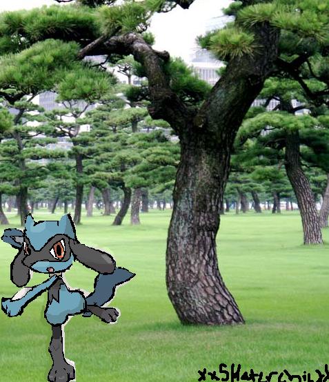 riolu.. again ?!