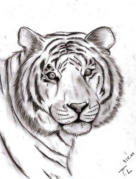 Tiger Of Charcoal