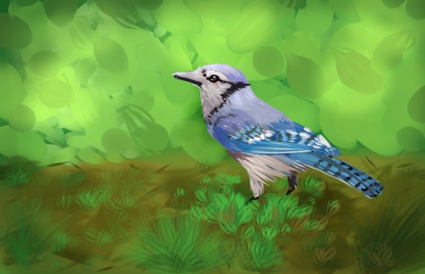 Blue Jay