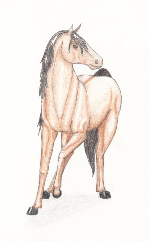 Horse