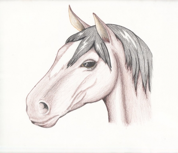 Horse Profile