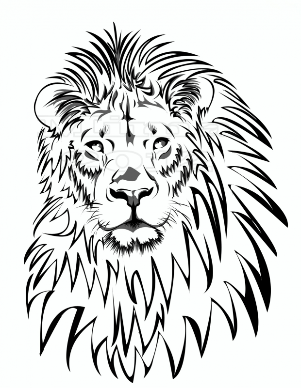 lion vector