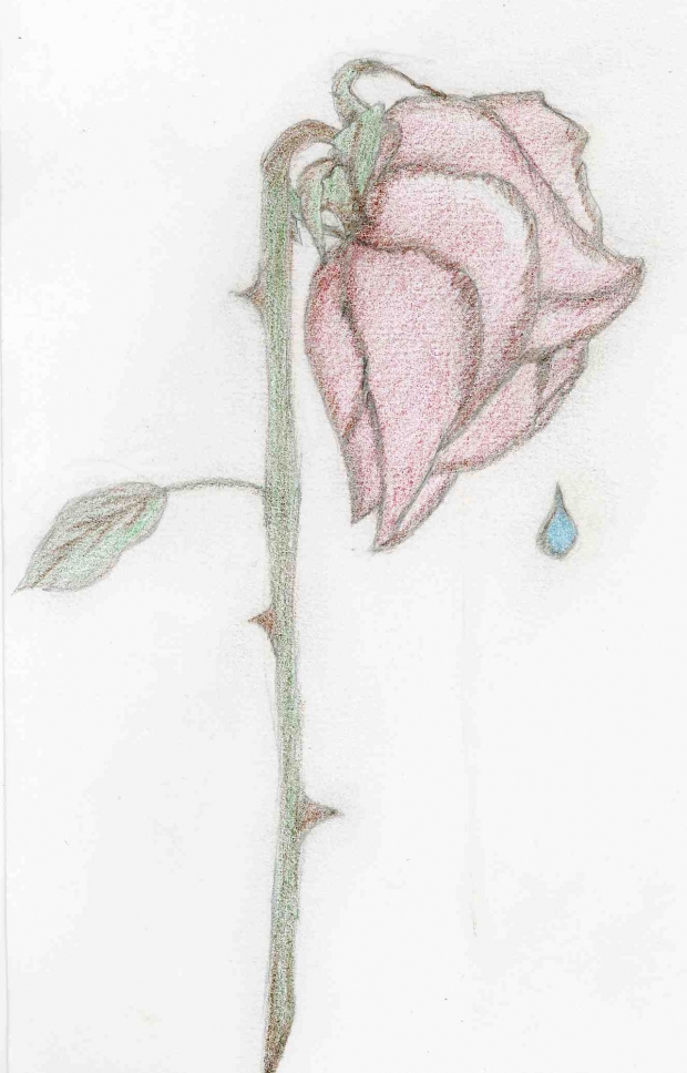 Almost dead rose