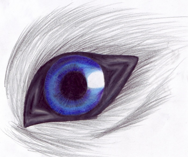 Wolf Eye