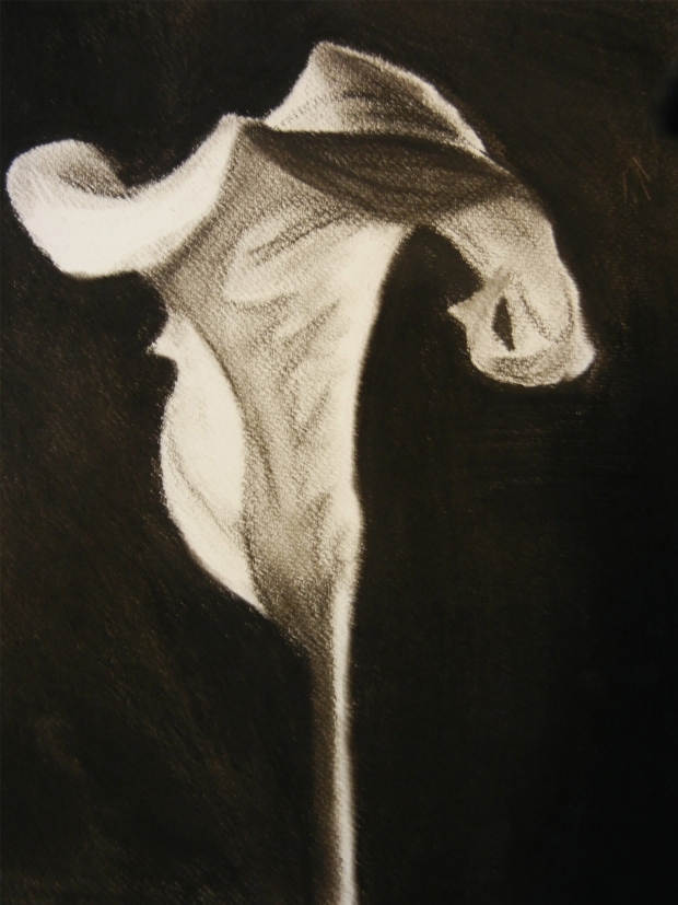 Black and White Cala Lilly