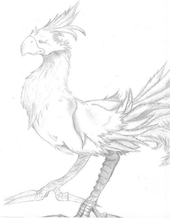 Chocobo Sketch