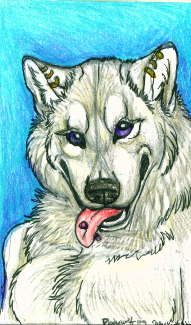baywolf  aceo