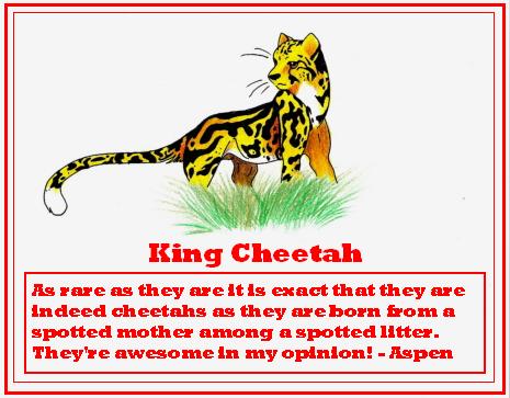 King Cheetah