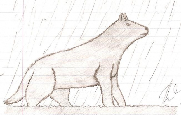 Wolf In Rain