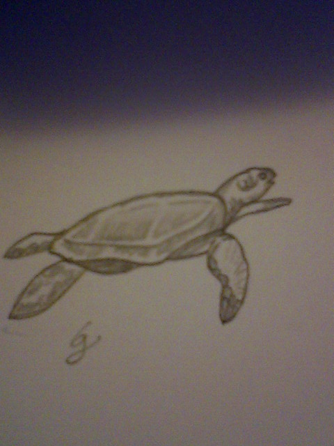 Turtle :3