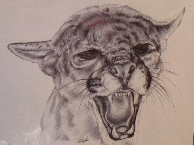 Animal Portraits Continued