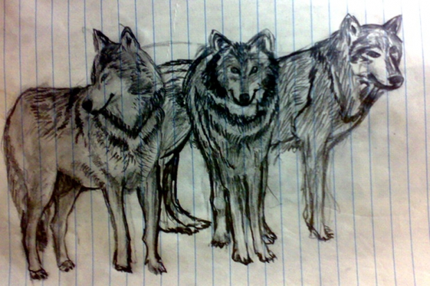 wolves