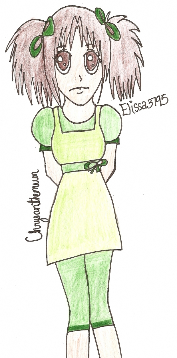 Chrysanthemum Colored