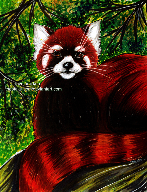 Gaze of The Red Panda.
