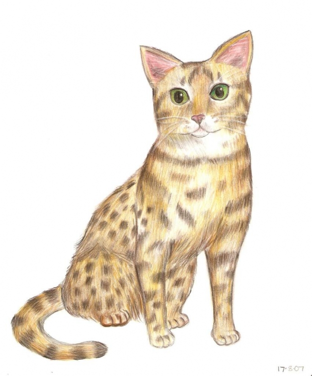 Bengal cat