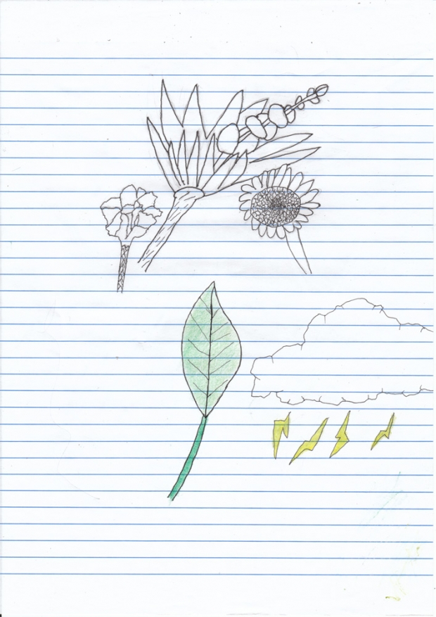 Drawing Plants and Other