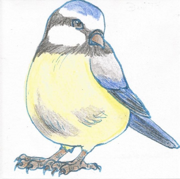 Blue tit