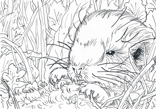 Guinea-pig lineart 1