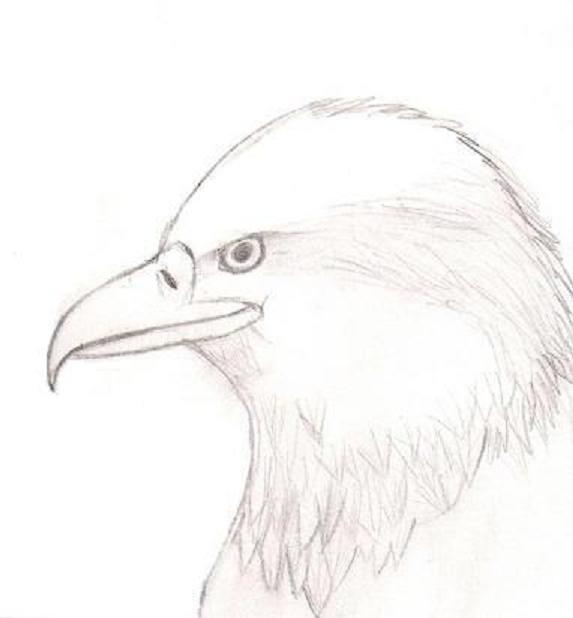 eagle