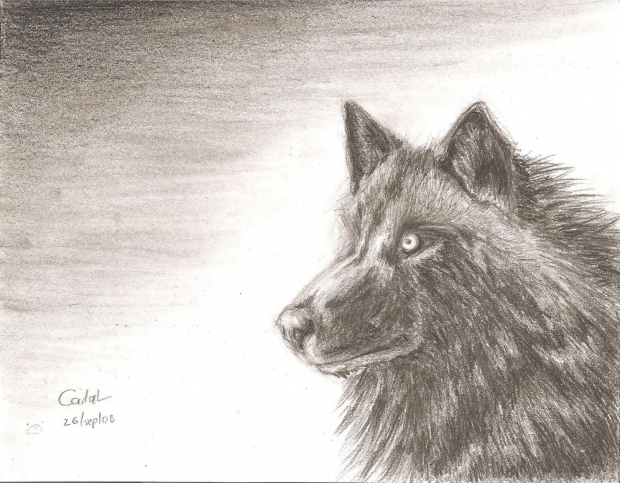 wolf profile