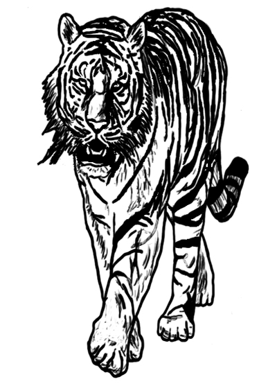 tiger for bc tkd website