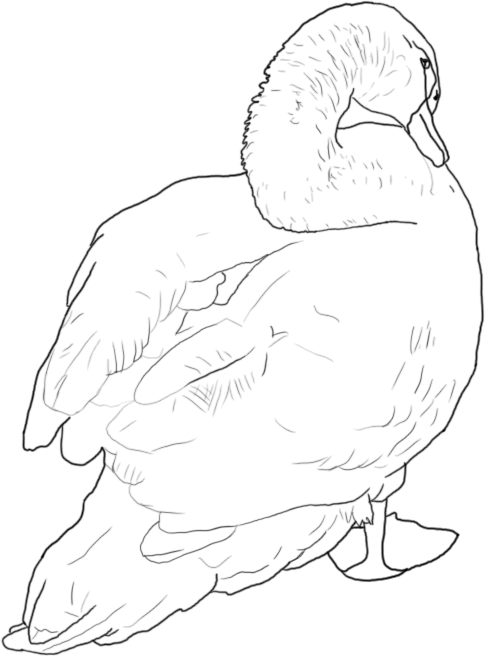 Swan Lineart