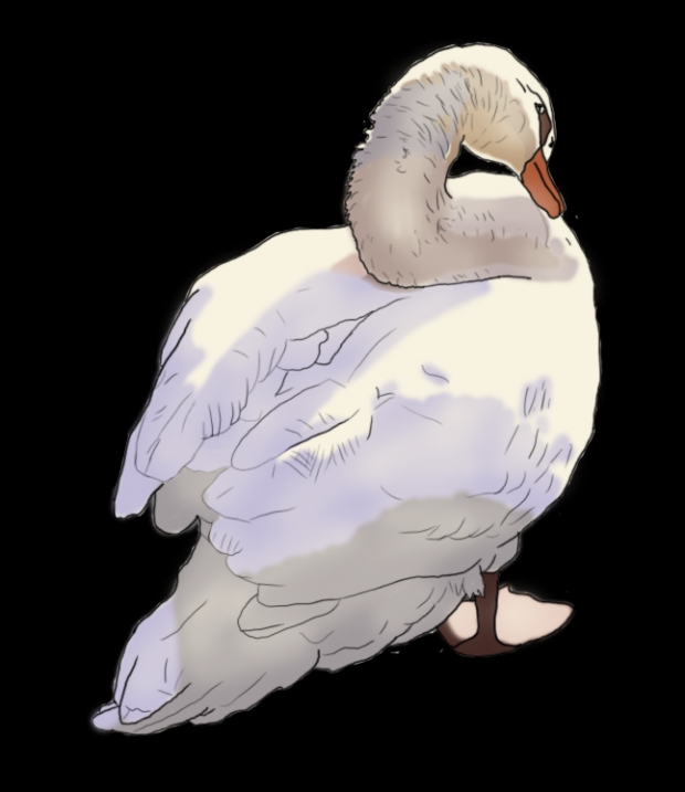 Swan Lineart- Colored