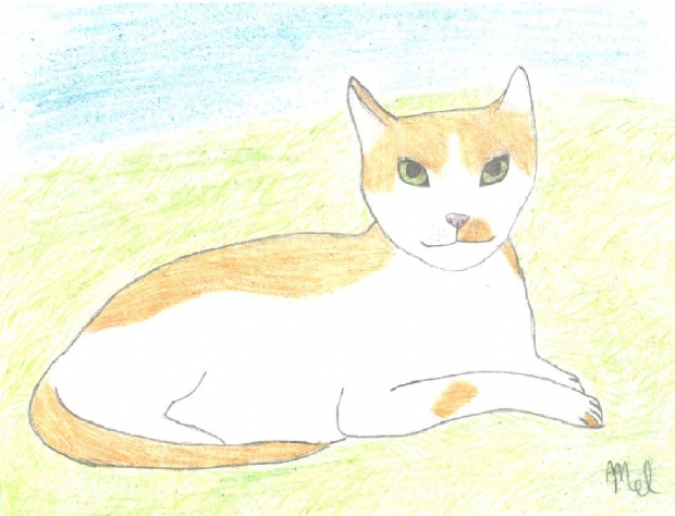 Warriors  ~Amberpaw~