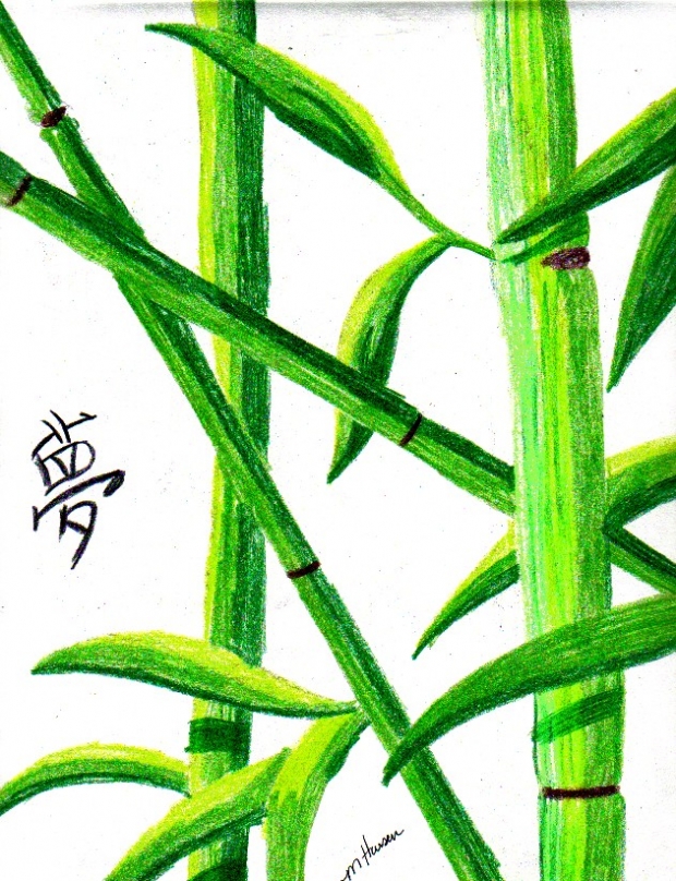 Bamboo
