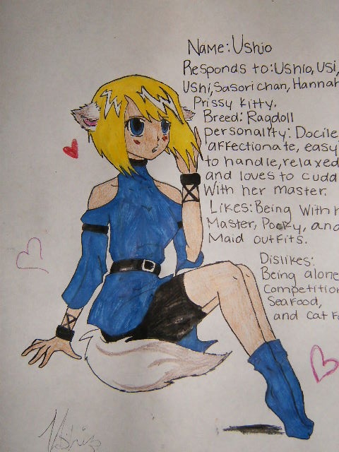 Ushio the Ragdoll Cat