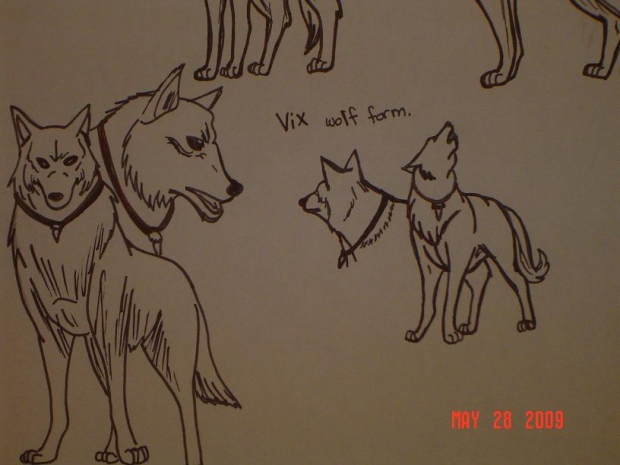 wolf vix