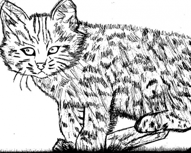 Bobcat Sketch