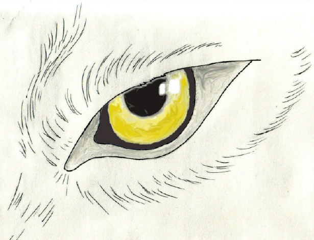 Wolf's Eye